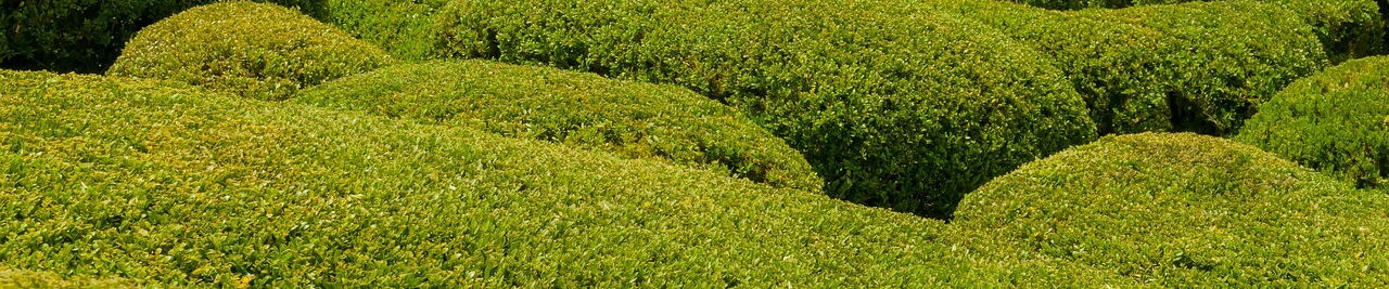 Symbolbild kurz geschnittene Hecke